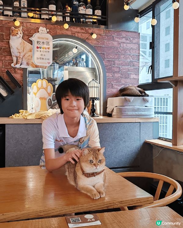 旺角貓Cafe的貓好靚好乖，可以吃美味的西餐又可以跟多個品種...