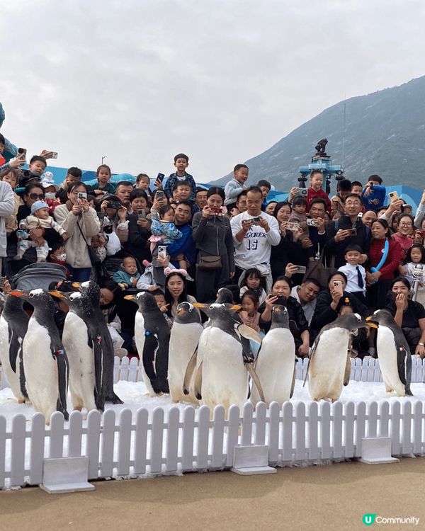 珠海的橫琴灣酒店和海洋王國，早上先到酒店的海豚池抽籤免費餵海...