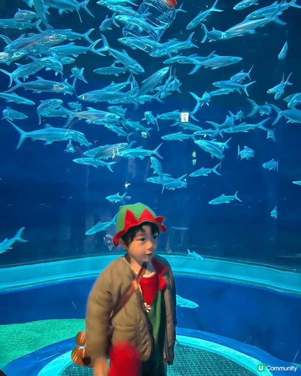 海洋公園海洋奇觀水族館及香港老大街，感受一下以前香港風貌