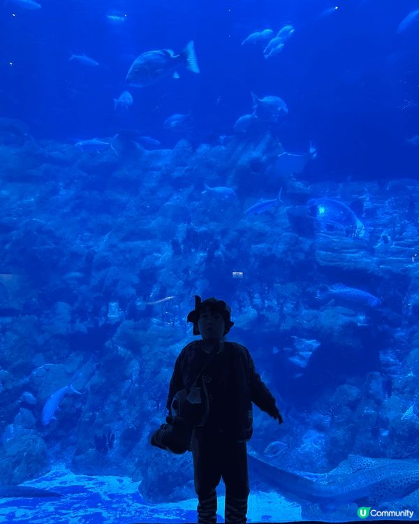 海洋公園海洋奇觀水族館及香港老大街，感受一下以前香港風貌