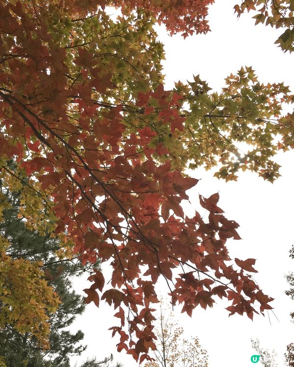 每年一度的元朗大棠紅葉。當天氣轉冷時，大欖郊野公園楓香林會出...