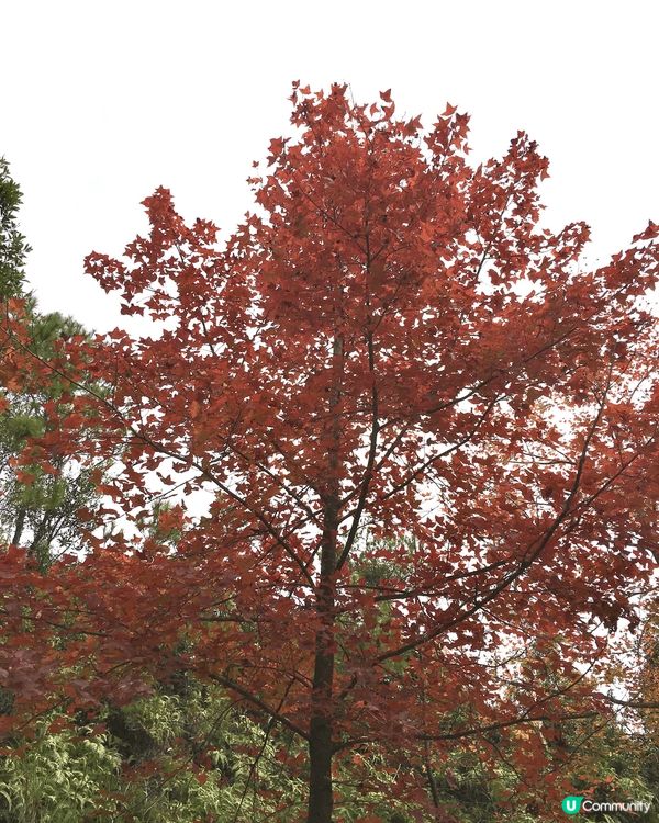 每年一度的元朗大棠紅葉。當天氣轉冷時，大欖郊野公園楓香林會出...