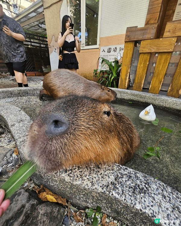 如果你沒有太多年假，去台灣是適合不過既地方，快閃旅行，又可以...