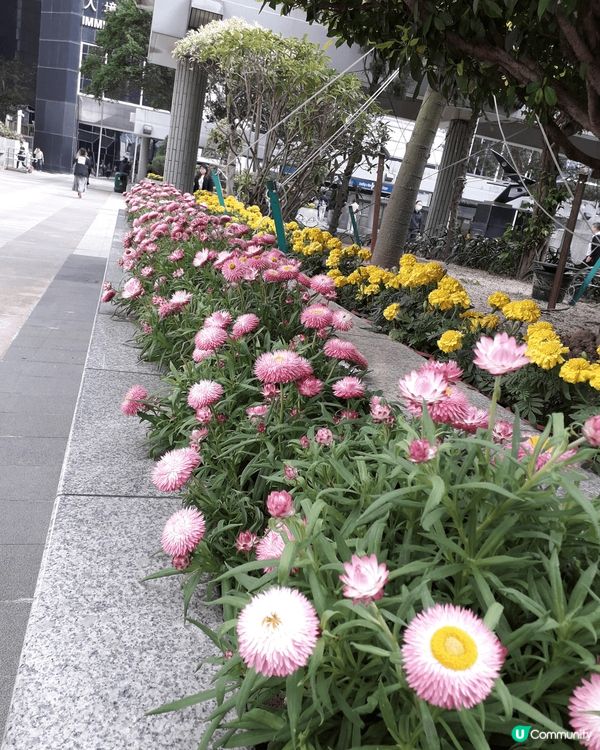 今年會展中心製作的聖誕裝飾很不錯，亮亮的。