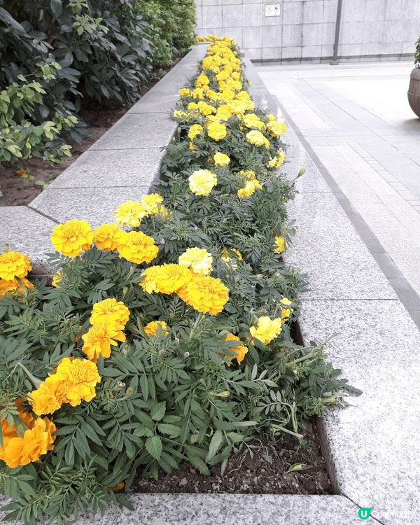 今年會展中心製作的聖誕裝飾很不錯，亮亮的。