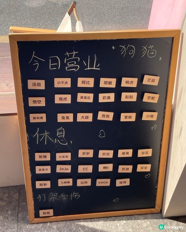 深圳南山區柴犬Cafe