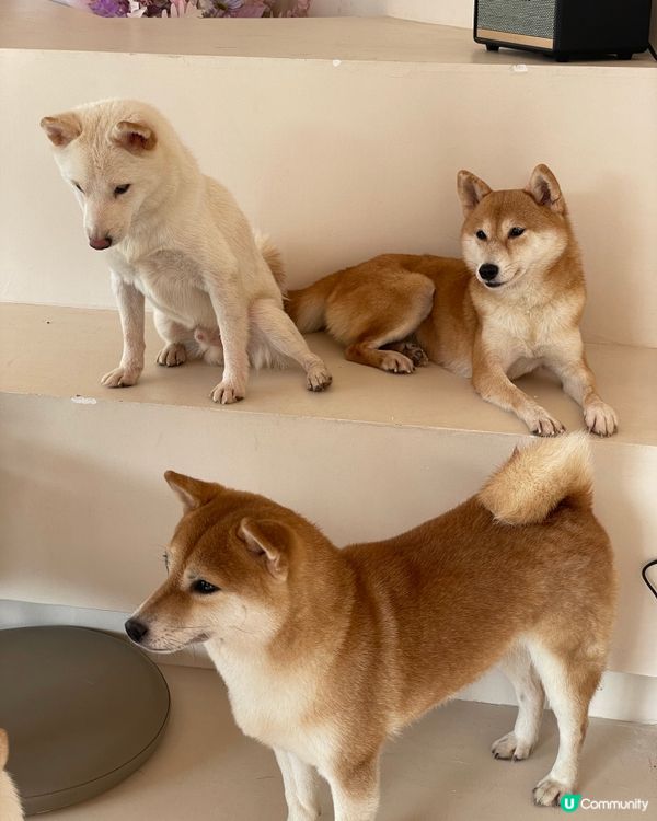 深圳南山區柴犬Cafe