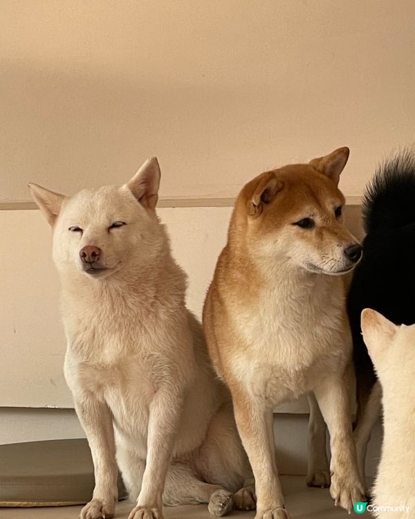 深圳南山區柴犬Cafe