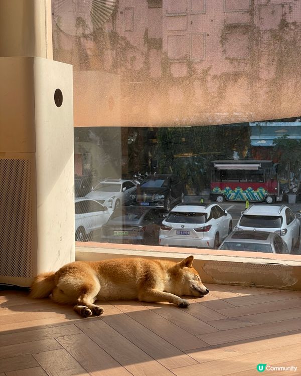 深圳南山區柴犬Cafe