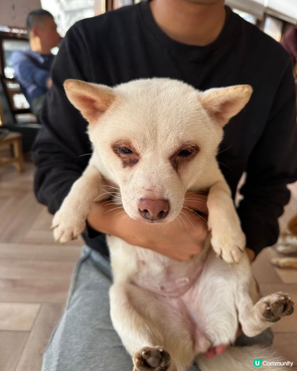 深圳南山區柴犬Cafe