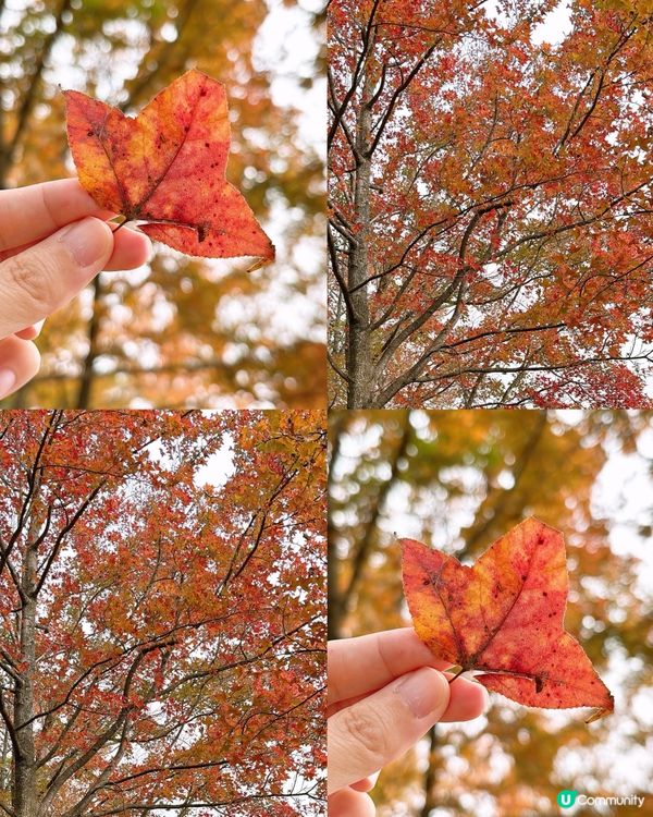 🎏元朗大棠紅葉美景🍁係時候出動去打卡📸
