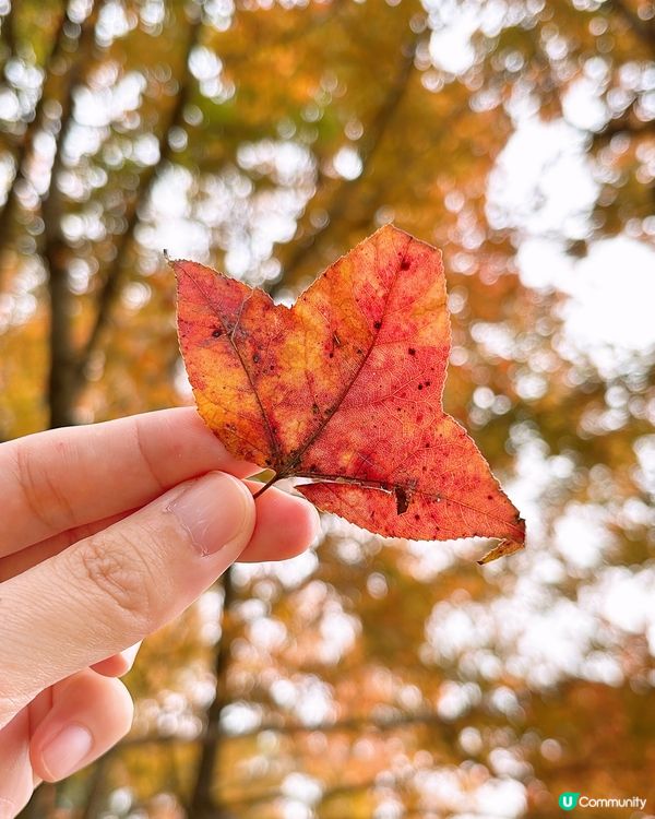 🎏元朗大棠紅葉美景🍁係時候出動去打卡📸