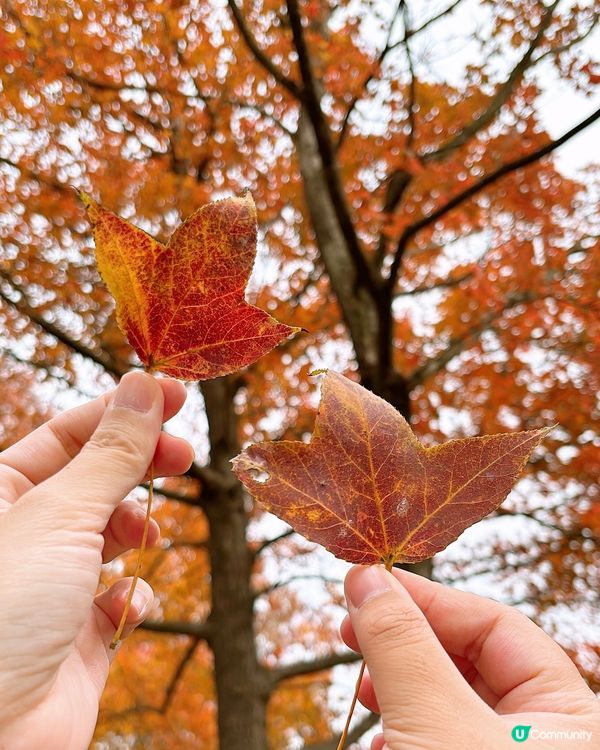 🎏元朗大棠紅葉美景🍁係時候出動去打卡📸