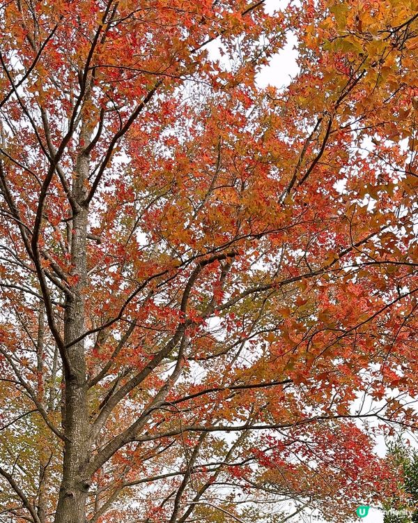 🎏元朗大棠紅葉美景🍁係時候出動去打卡📸