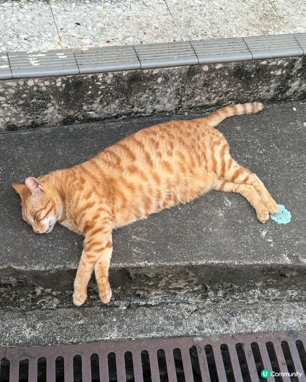 第一次入大澳 有美景有美食仲有好多貓主子😆