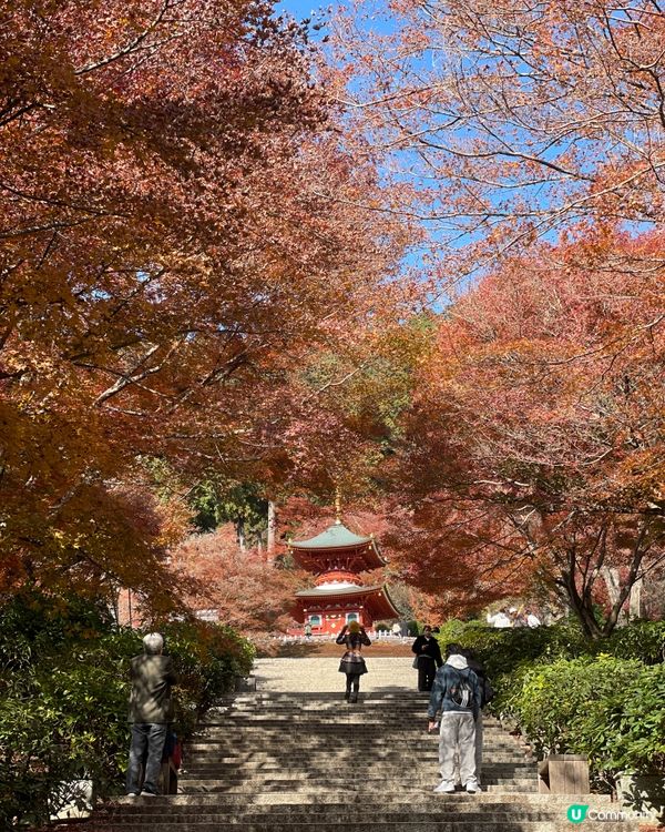 大阪最萌的寺廟，大膽向達摩許願