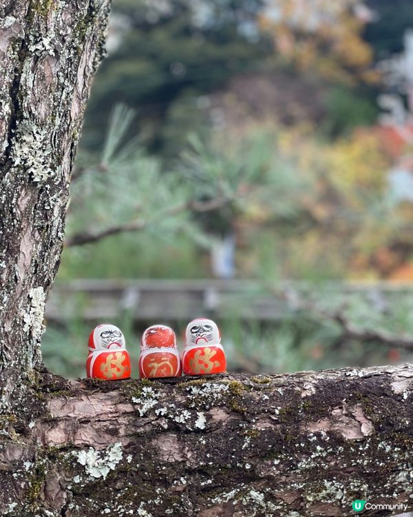 大阪最萌的寺廟，大膽向達摩許願