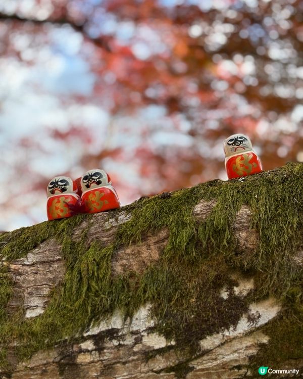 大阪最萌的寺廟，大膽向達摩許願