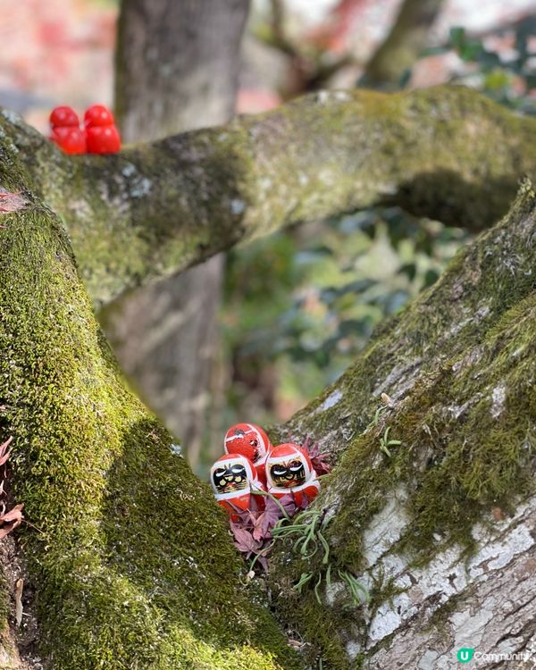 大阪最萌的寺廟，大膽向達摩許願