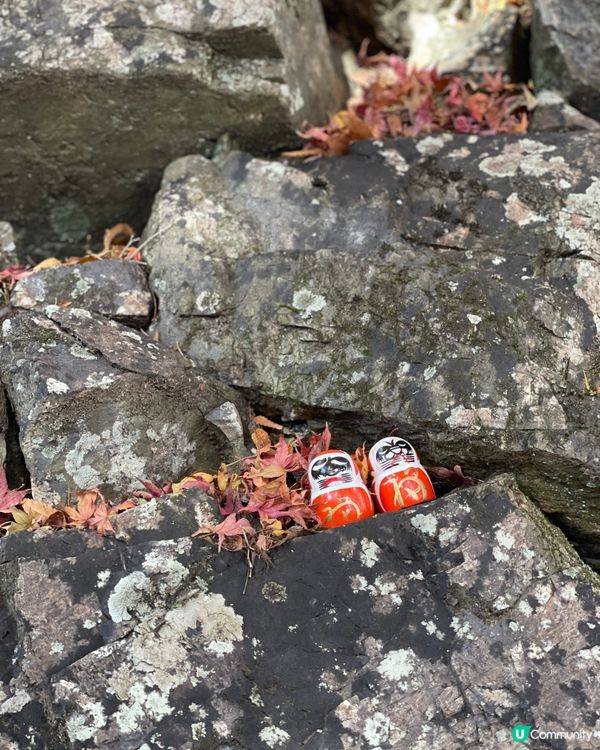 大阪最萌的寺廟，大膽向達摩許願