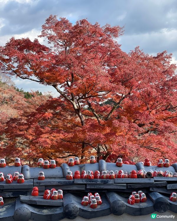 大阪最萌的寺廟，大膽向達摩許願