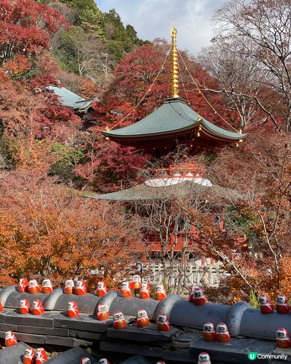 大阪最萌的寺廟，大膽向達摩許願