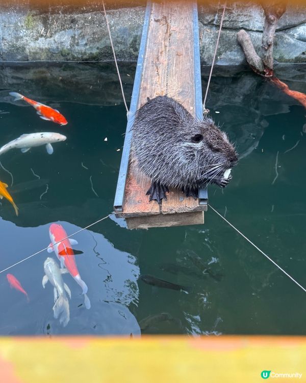 ## 深圳玩樂新去處！🐹 世界之窗附近萌寵森友會