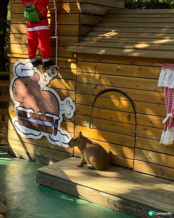 ## 深圳玩樂新去處！🐹 世界之窗附近萌寵森友會