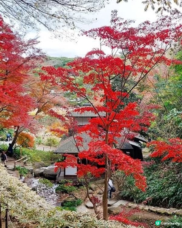 橫濱三溪園🍁🍂 秋意濃濃，漫步庭園 🚶‍♀️🚶‍♂️
