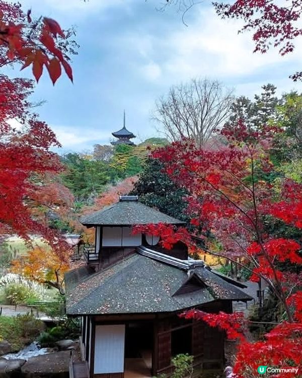 橫濱三溪園🍁🍂 秋意濃濃，漫步庭園 🚶‍♀️🚶‍♂️