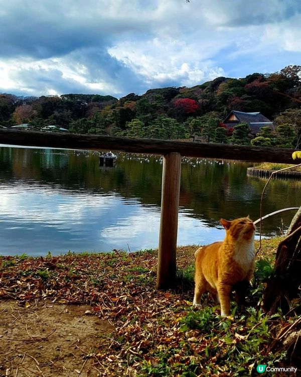 橫濱三溪園🍁🍂 秋意濃濃，漫步庭園 🚶‍♀️🚶‍♂️