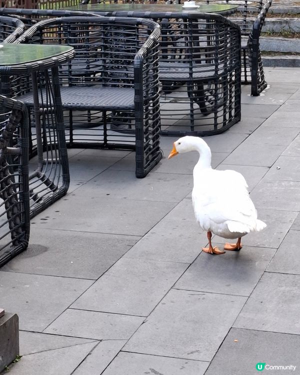 國內溫泉酒店下午茶