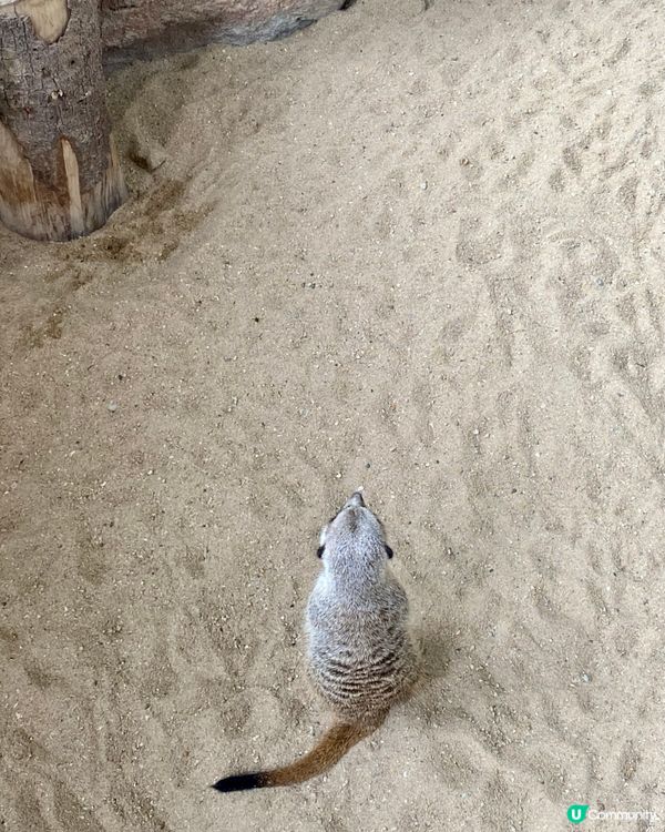 😍😍🥰 海洋公園探險日 ☀️  狐獴超可愛！