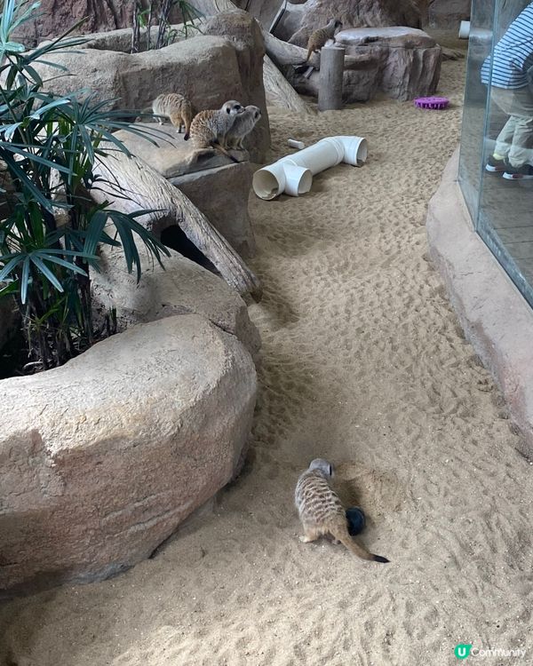 😍😍🥰 海洋公園探險日 ☀️  狐獴超可愛！