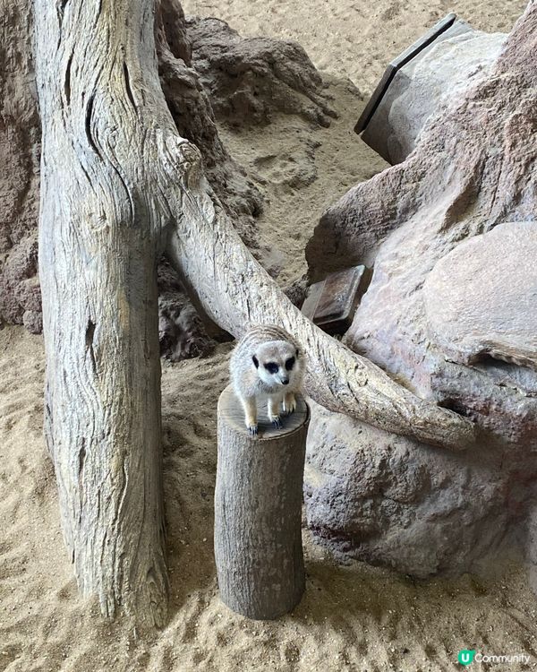 😍😍🥰 海洋公園探險日 ☀️  狐獴超可愛！