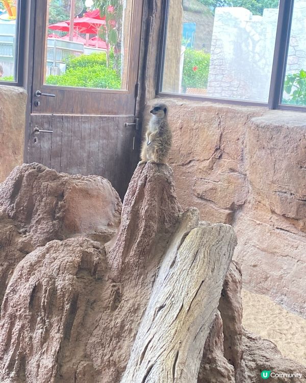 😍😍🥰 海洋公園探險日 ☀️  狐獴超可愛！