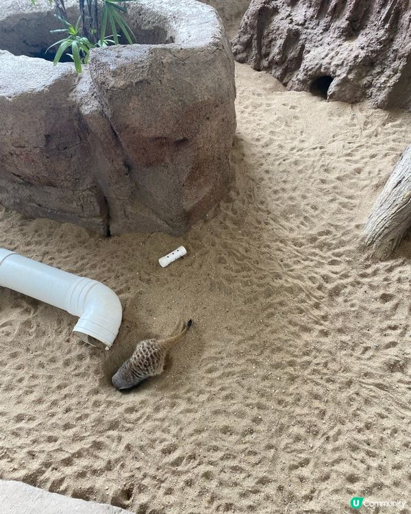 😍😍🥰 海洋公園探險日 ☀️  狐獴超可愛！