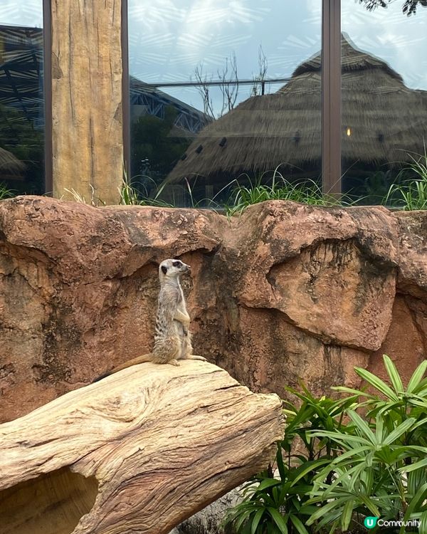 😍😍🥰 海洋公園探險日 ☀️  狐獴超可愛！