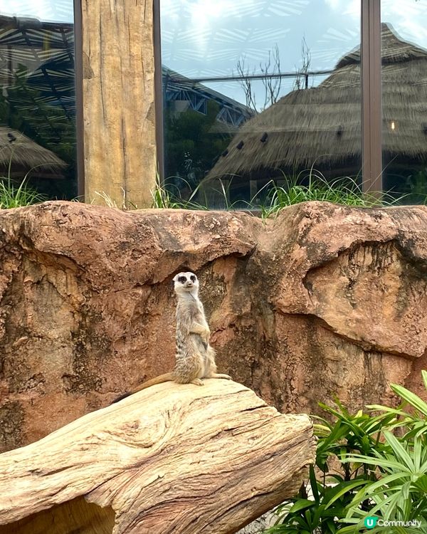 😍😍🥰 海洋公園探險日 ☀️  狐獴超可愛！
