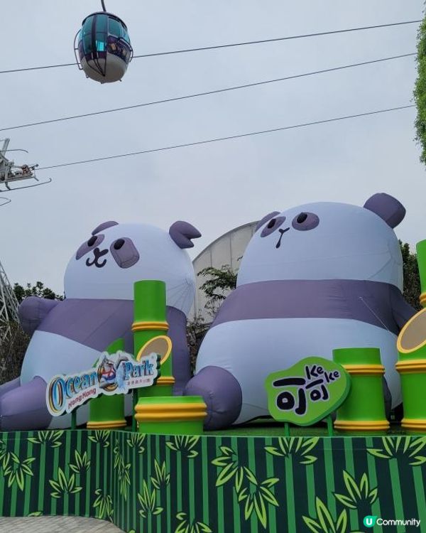 睇下熊貓 食下泰菜 @ 爐炭燒 ( 黃竹坑海洋公園 )