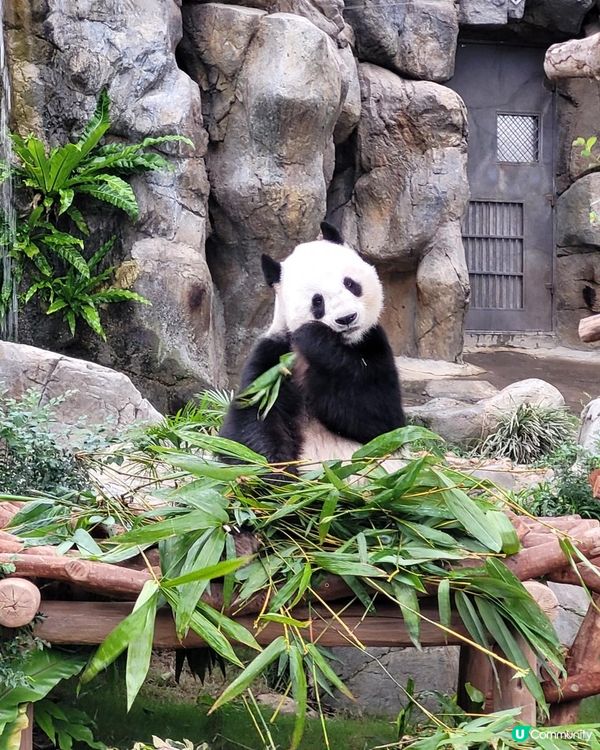 睇下熊貓 食下泰菜 @ 爐炭燒 ( 黃竹坑海洋公園 )