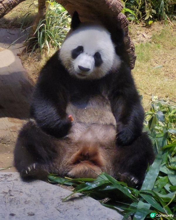 睇下熊貓 食下泰菜 @ 爐炭燒 ( 黃竹坑海洋公園 )