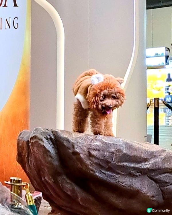 圍方毛孩打卡熱點 - 獅子王榮耀石🦁📸✨