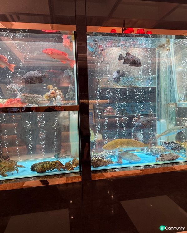 深圳悅景匯懷舊風酒樓打卡📸 民國風裝修，穿越時空！