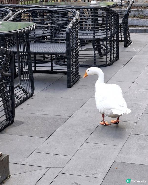襯假期去國內享愛受下平靚正溫泉酒店, 地方大景色優美,價錢唔...
