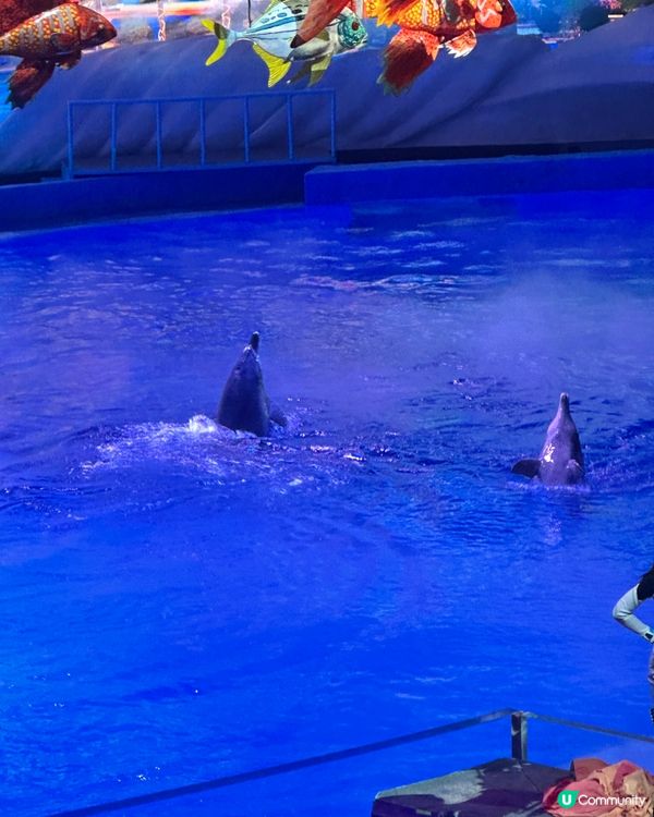 小梅沙 海洋世界   📍深圳遊 鹽田