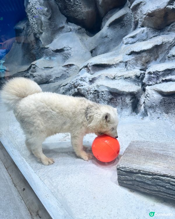 小梅沙 海洋世界   📍深圳遊 鹽田