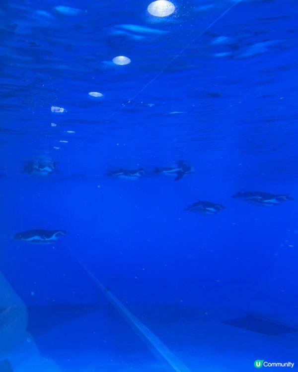 小梅沙 海洋世界   📍深圳遊 鹽田