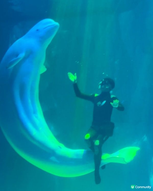 小梅沙 海洋世界   📍深圳遊 鹽田