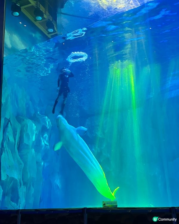 小梅沙 海洋世界   📍深圳遊 鹽田